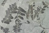 Fossil Fern (Neuropteris & Macroneuropteris) Plate - Kentucky #142431-1